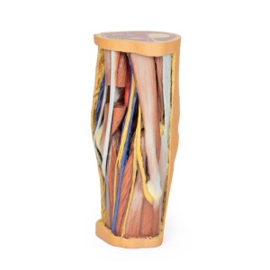 Popliteal Fossa