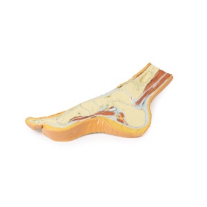 Foot – Parasagittal cross-section