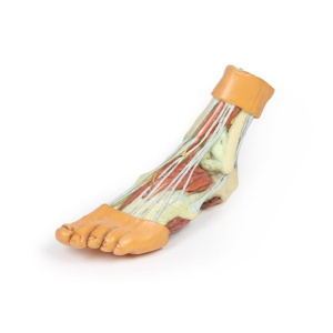 Foot – Structures of the plantar surface