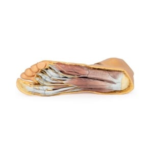 Foot – Plantar surface & superficial dissection on the dorsum