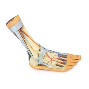 Foot – Superficial and deep structures of the distal leg and foot