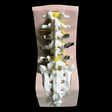 Lumbosacral Surgery Simulator
