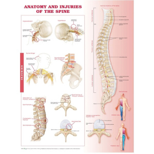 Anatomy and Injuries of the Spine Anatomical Chart – Soft Laminate
