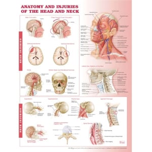Anatomy and Injuries of the Head and Neck Anatomical Chart – Soft Laminate