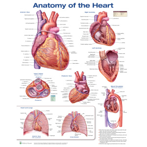 Anatomy of the Heart – Soft Laminate