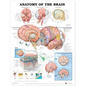 Anatomy of the Brain Anatomical Chart – Soft Laminate