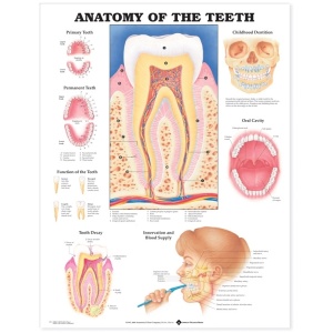 Anatomy of the Teeth Anatomical Chart – Soft Laminate