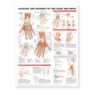 Anatomy and Injuries of the Hand and Wrist Anatomical Chart – Soft Laminate