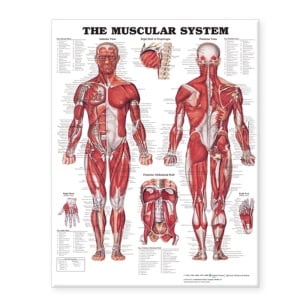 Muscular System Giant Chart – Flexible Plastic