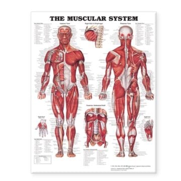 Muscular System Giant Chart - Flexible Plastic