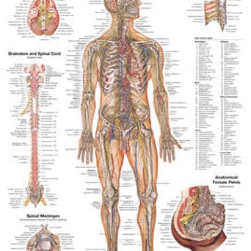 The Nervous System Anatomical Chart - Soft Laminate