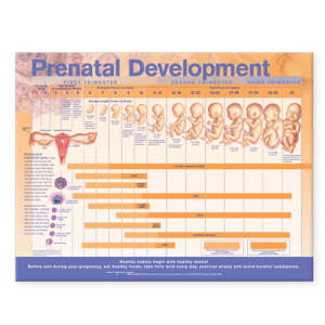 Prenatal Development Anatomical Chart – Soft Laminate