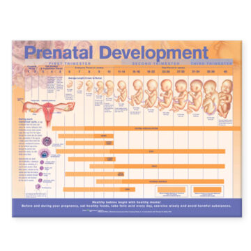 Prenatal Development Anatomical Chart - Soft Laminate
