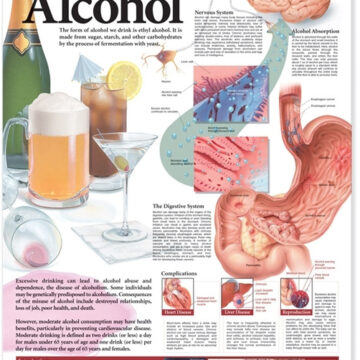 Dangers of Alcohol Anatomical Chart - Soft Laminate
