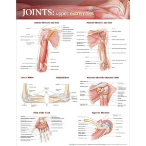Joints of the Upper Extremities Anatomical Chart – Soft Laminate