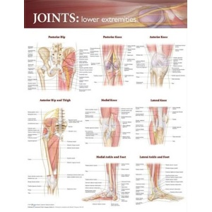 Joints of the Lower Extremities Anatomical Chart – Soft Laminate