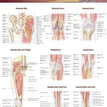 Joints of the Lower Extremities Anatomical Chart - Soft Laminate