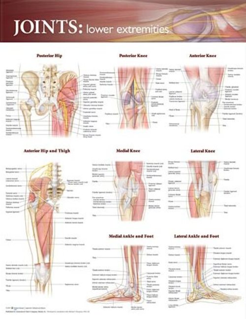 Joints of the Lower Extremities Anatomical Chart - Soft Laminate