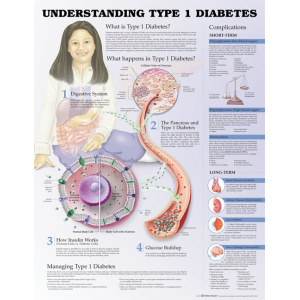 Understanding Type 1 Diabetes Anatomical Chart – Soft Laminate