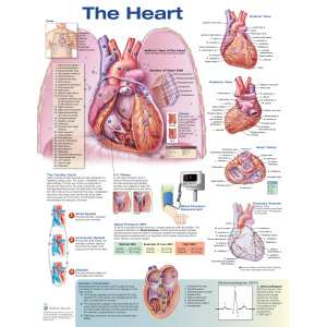 The Heart – Soft Laminate