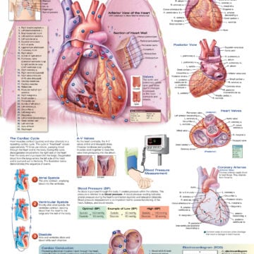 The Heart - Soft Laminate