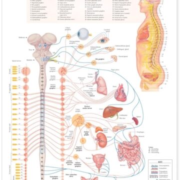 The Autonomic Nervous System Anatomical Chart - Soft Laminate