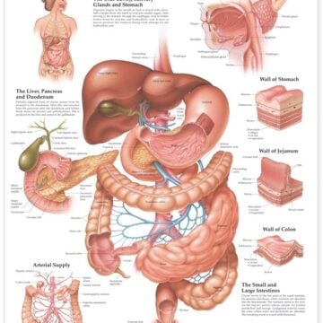 The Digestive System Anatomical Chart - Soft Laminate