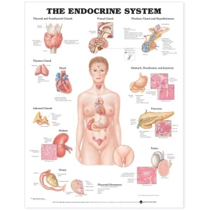 The Endocrine System Anatomical Chart – Soft Laminate