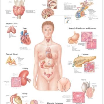 The Endocrine System Anatomical Chart - Soft Laminate