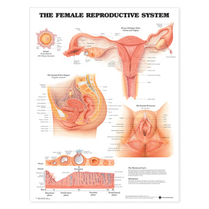 The Female Reproductive System Anatomical Chart – Soft Laminate