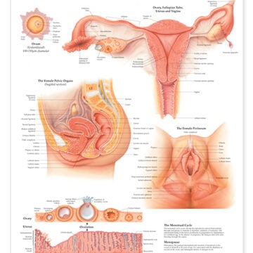 The Female Reproductive System Anatomical Chart - Soft Laminate