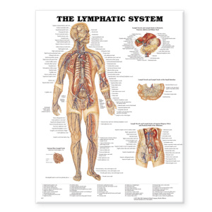 The Lymphatic System Anatomical Chart – Soft Laminate