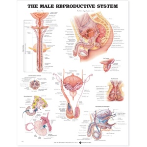 The Male Reproductive System Anatomical Chart – Soft Laminate