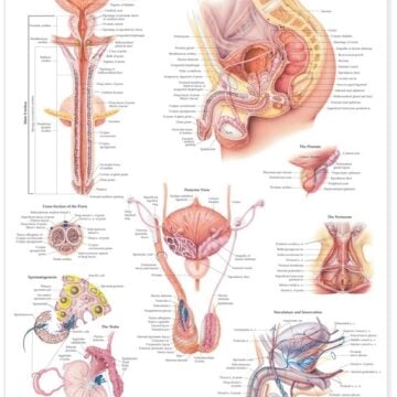 The Male Reproductive System Anatomical Chart - Soft Laminate