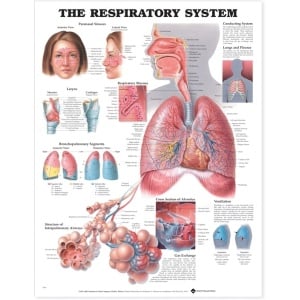 The Respiratory System Anatomical Chart – Soft Laminate