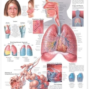 The Respiratory System Anatomical Chart - Soft Laminate