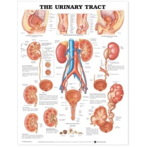 The Urinary Tract Anatomical Chart – Soft Laminate