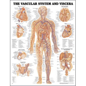 Vascular System and Viscera Anatomical Chart – Soft Laminate
