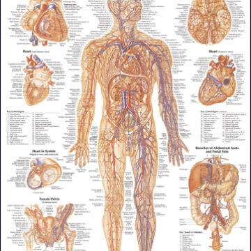 Vascular System and Viscera Anatomical Chart - Soft Laminate