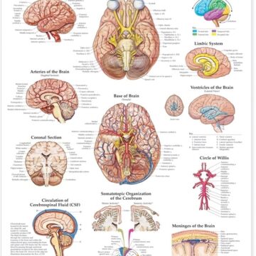 The Brain Anatomical Chart - Soft Laminate