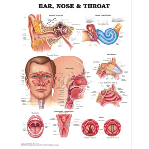 Ear, Nose and Throat Anatomical Chart – Soft Laminate