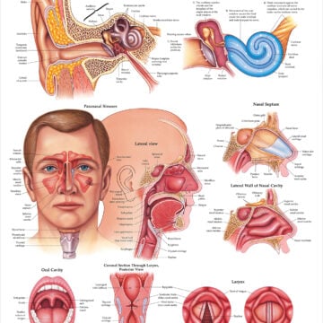 Ear, Nose and Throat Anatomical Chart - Soft Laminate