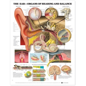 The Ear: Organs of Hearing and Balance Anatomical Chart – Soft Laminate