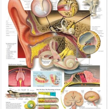 The Ear: Organs of Hearing and Balance Anatomical Chart - Soft Laminate
