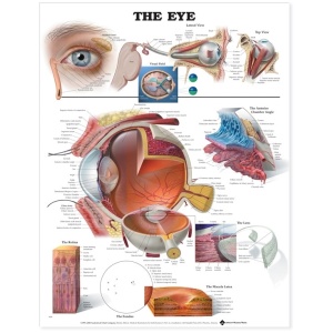 The Eye Anatomical Chart – Soft Laminate