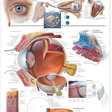 The Eye Anatomical Chart - Soft Laminate