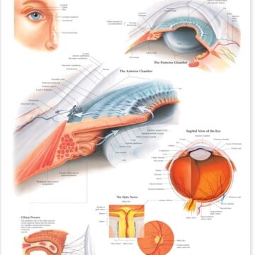 The Eye: Anterior and Posterior Chambers - Soft Laminate