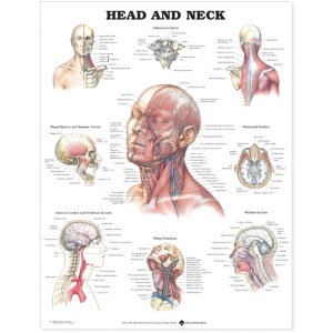 Head and Neck Anatomical Chart – Soft Laminate