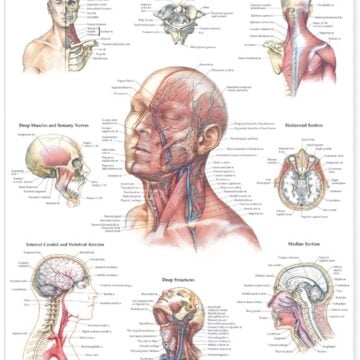 Head and Neck Anatomical Chart - Soft Laminate