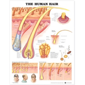 The Human Hair Anatomical Chart – Soft Laminate